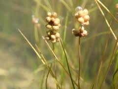 Attēlu rezultāti vaicājumam “Stuckenia filiformis bud”