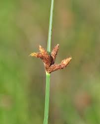 Attēlu rezultāti vaicājumam “Schoenoplectus lacustris subsp. glaucus bud”