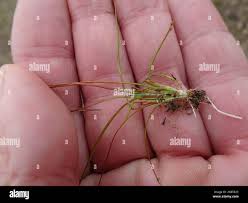 Attēlu rezultāti vaicājumam “Juncus bulbosus leaf”