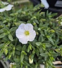 Attēlu rezultāti vaicājumam “Arenaria procera flower”