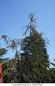 Attēlu rezultāti vaicājumam “Picea abies fo. virgata”