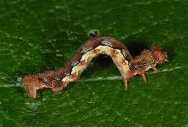 Attēlu rezultāti vaicājumam “Erannis defoliaria”