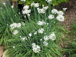 Image result for Allium schoenoprasum