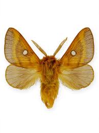 Attēlu rezultāti vaicājumam “Laothoe populi imago”