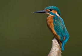 Attēlu rezultāti vaicājumam “Alcedo atthis adult”