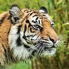 Kuvahaun tulos haulle tigers