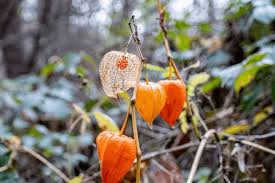 Attēlu rezultāti vaicājumam “Physalis alkekengi leaf”