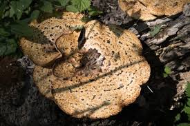 Attēlu rezultāti vaicājumam “Sarcodon imbricatum”