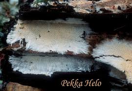 Attēlu rezultāti vaicājumam “Trechispora mollusca”