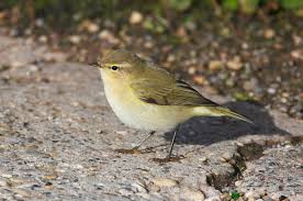 Attēlu rezultāti vaicājumam “Phylloscopus collybita adult”