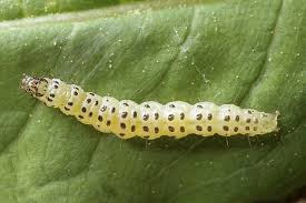 Attēlu rezultāti vaicājumam “Udea olivalis”