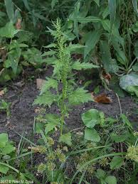 Attēlu rezultāti vaicājumam “Chenopodium rubrum leaf”