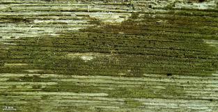 Attēlu rezultāti vaicājumam “Hypocenomyce friesii”