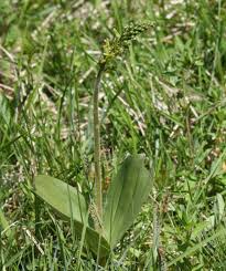 Attēlu rezultāti vaicājumam “Listera ovata leaf”