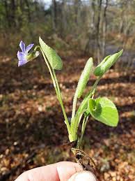 Attēlu rezultāti vaicājumam “Viola collina”