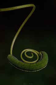 Attēlu rezultāti vaicājumam “Gynaephora selenitica larva”