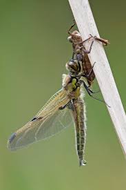 Attēlu rezultāti vaicājumam “Libellula quadrimaculata exuvia”