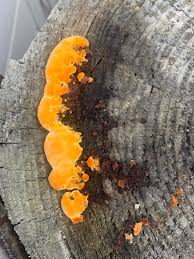 Attēlu rezultāti vaicājumam “Heterotrichia oerstedii (syn. Arcyria oerstedii)”