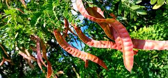Attēlu rezultāti vaicājumam “Gleditsia triacanthos fruit”