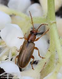 Attēlu rezultāti vaicājumam “Orsodacne cerasi”