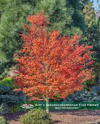 Attēlu rezultāti vaicājumam “Acer pseudosieboldianum”