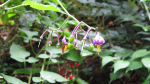 Attēlu rezultāti vaicājumam “Badhamia bethelii stalked”