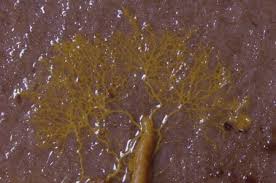 Attēlu rezultāti vaicājumam “Physarum melleum”