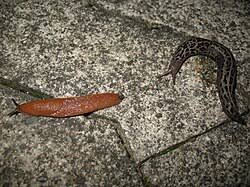 Attēlu rezultāti vaicājumam “Limax maximus”