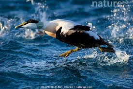 Attēlu rezultāti vaicājumam “Somateria mollissima male”