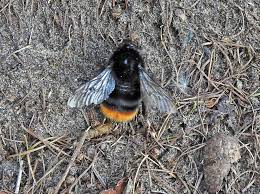 Attēlu rezultāti vaicājumam “Phalonidea permixtana”