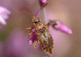 Attēlu rezultāti vaicājumam “Rhopalus maculatus”