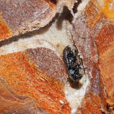 Attēlu rezultāti vaicājumam “Tomicus minor”