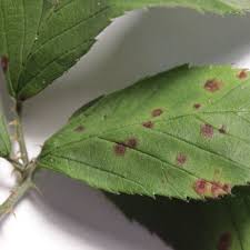 Attēlu rezultāti vaicājumam “Pucciniales”