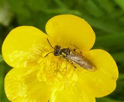 Attēlu rezultāti vaicājumam “Tenthredo campestris female”