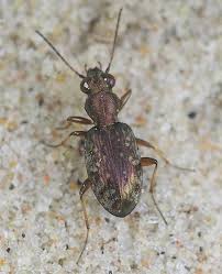 Attēlu rezultāti vaicājumam “Asaphidion pallipes”