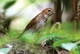 Image result for Luscinia sibilans