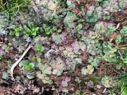 Attēlu rezultāti vaicājumam “Riccia cavernosa”