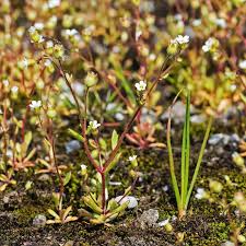 Attēlu rezultāti vaicājumam “Saxifraga tridactylites flower”