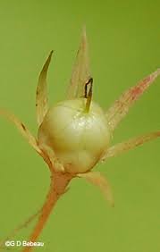 Attēlu rezultāti vaicājumam “Trientalis europaea bud”