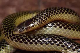 Attēlu rezultāti vaicājumam “Lycogala convexum sessile”