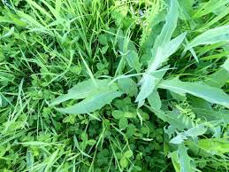 Attēlu rezultāti vaicājumam “Sisymbrium volgense flower”