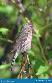 Attēlu rezultāti vaicājumam “Carduelis flammea”