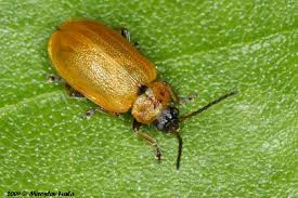 Attēlu rezultāti vaicājumam “Lochmaea caprea”