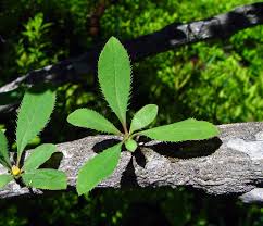 Attēlu rezultāti vaicājumam “Berberis vulgaris”