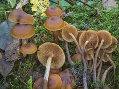 Attēlu rezultāti vaicājumam “Phleogena faginea sessile”