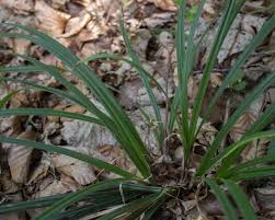 Attēlu rezultāti vaicājumam “Carex pilosa leaf”