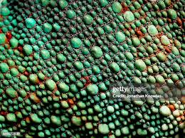 Image result for reptile scales