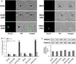 Attēlu rezultāti vaicājumam “Dianema depressum plasmodium”