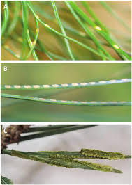 Attēlu rezultāti vaicājumam “Diprion pini male”