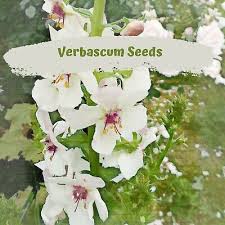 Attēlu rezultāti vaicājumam “Verbascum blattaria”